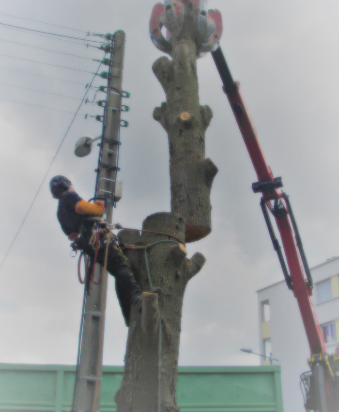 Abattage maîtrisé Abattage par démontage contrôlé