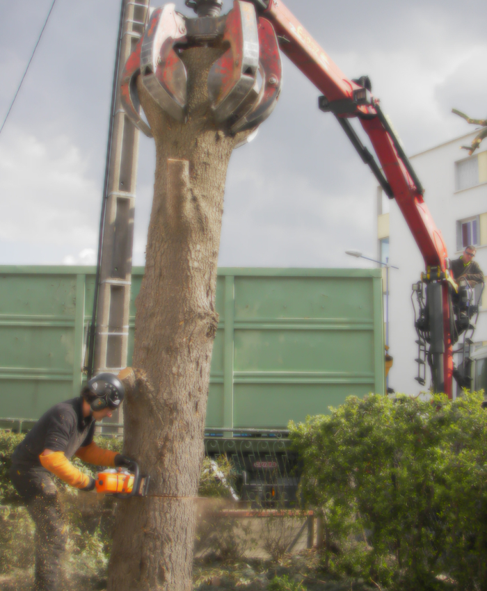 Démontage d’arbre Abattage d’arbre avec grue