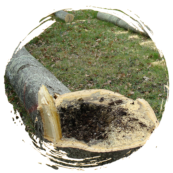 Abattage d’arbre en toute sécurité